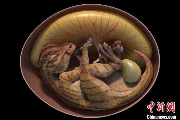 鴨嘴龍胚胎化石3D復原圖?！∮⒘际淖匀粴v史博物館供圖