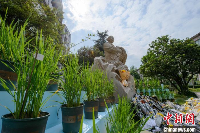 5月22日，在西南大學(xué)校園內(nèi)的袁隆平雕像被鮮花、水稻植株圍繞?！『闻罾?攝