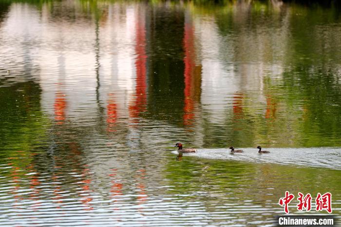 5月24日，安徽省黃山市黟縣宏村，水鳥(niǎo)在南湖暢游?！∈﹣喞?攝