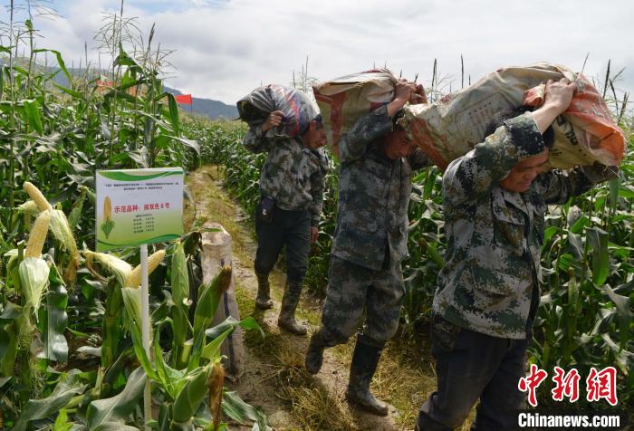 圖為工人在示范片搬運(yùn)采收測產(chǎn)的“閩雙色6號” 玉米?！埍?攝