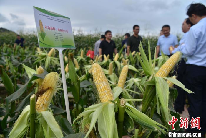 圖為驗(yàn)收組成員在示范片對“閩雙色6號”玉米進(jìn)行現(xiàn)場品種鑒評?！埍?攝