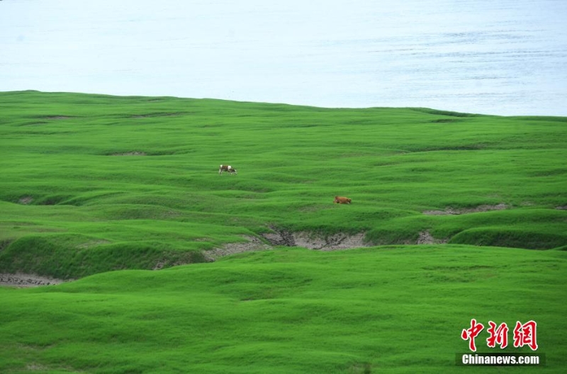 三峽庫區(qū)消落帶長滿綠草成美麗風(fēng)景