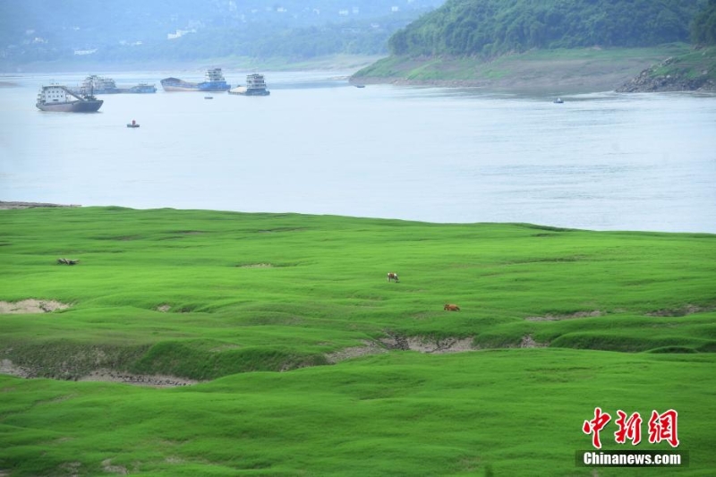 三峽庫區(qū)消落帶長滿綠草成美麗風(fēng)景