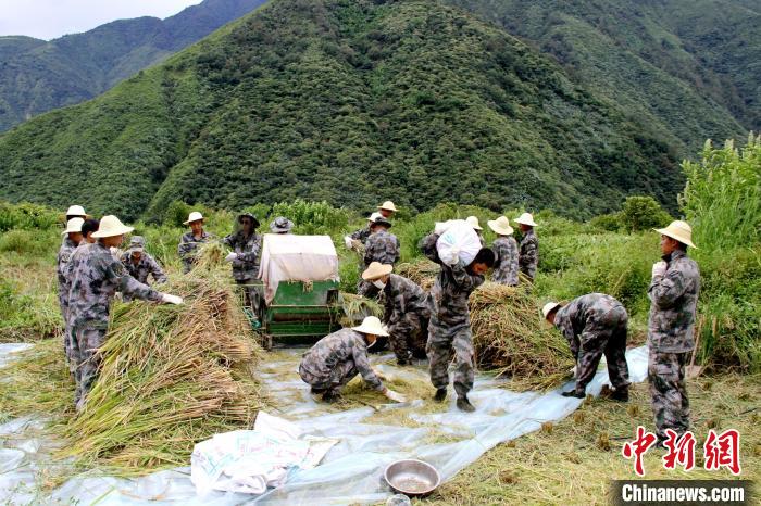 圖為官兵收割稻谷。　馬軍 攝