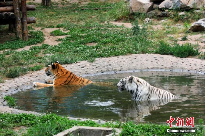 吃冰鎮(zhèn)西瓜、泡冷水澡 動(dòng)物避暑有妙招