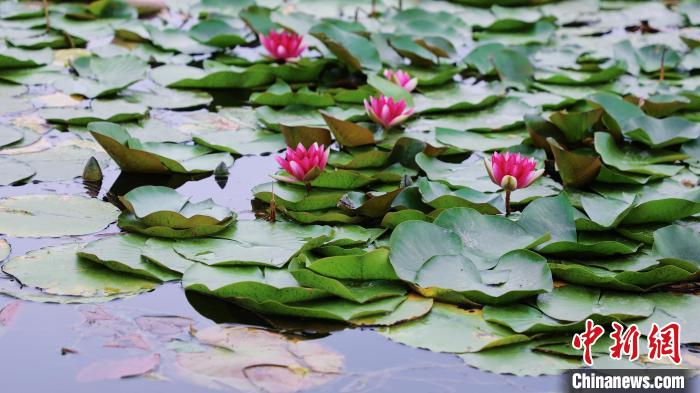 圖為今夏的國家植物園北園?！”本┦泄珗@管理中心供圖