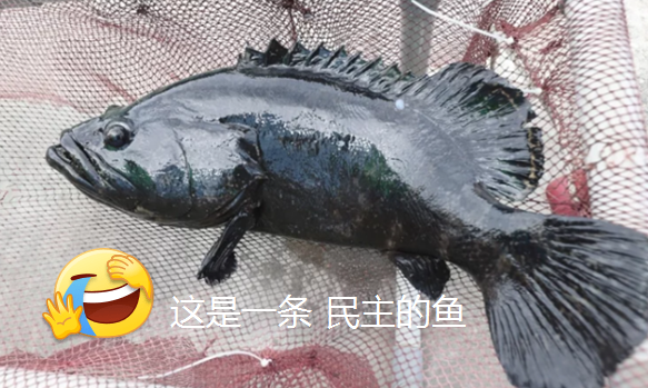 民主的魚(yú)