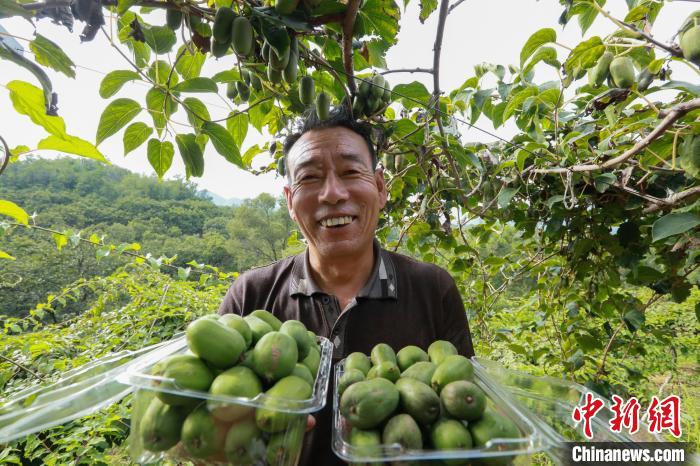 前南峪村果農(nóng)在展示新鮮采摘的軟棗獼猴桃。　張鵬翔 攝