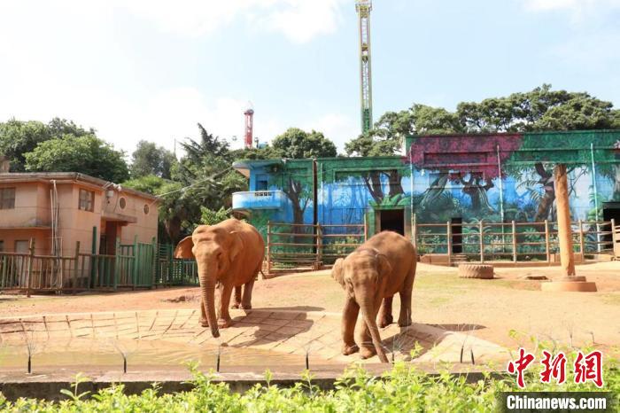 圖為亞洲象“莫莉”和象媽媽“莫坡”合籠成功。　昆明動(dòng)物園供圖