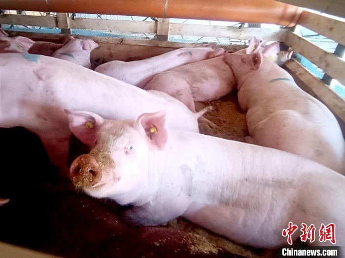 資料圖：吉林從海外進口的種豬。長春海關(guān)供圖
