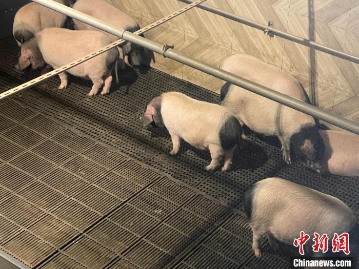 資料圖：金華婺城一智慧養(yǎng)殖基地的金華兩頭烏豬?！埍?攝