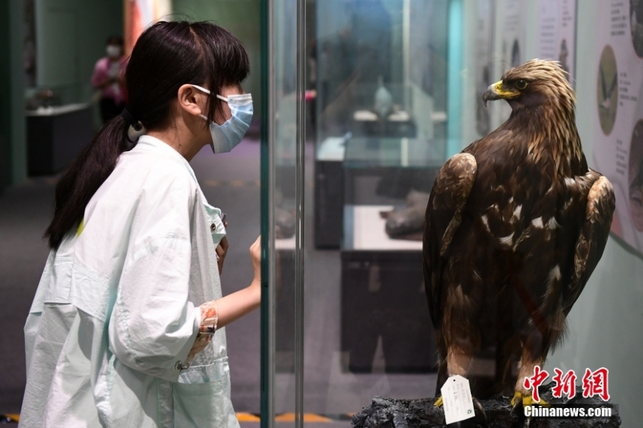 “野性之美——中國野生動物展”北京自然博物館開展