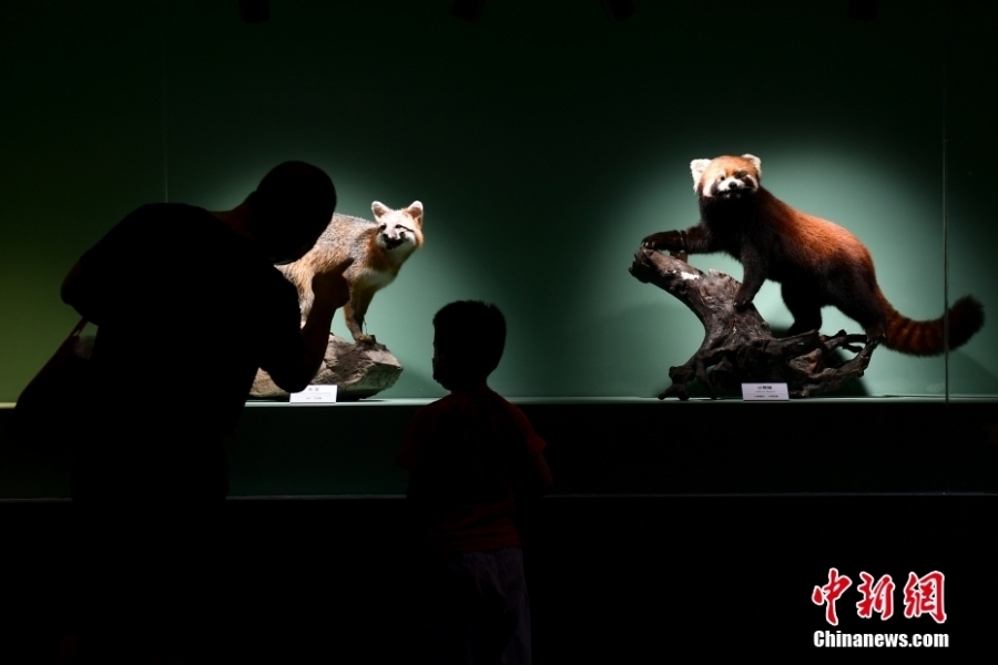 “野性之美——中國野生動物展”北京自然博物館開展