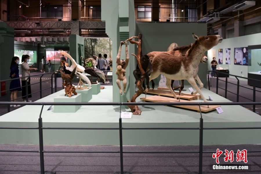 “野性之美——中國野生動物展”北京自然博物館開展