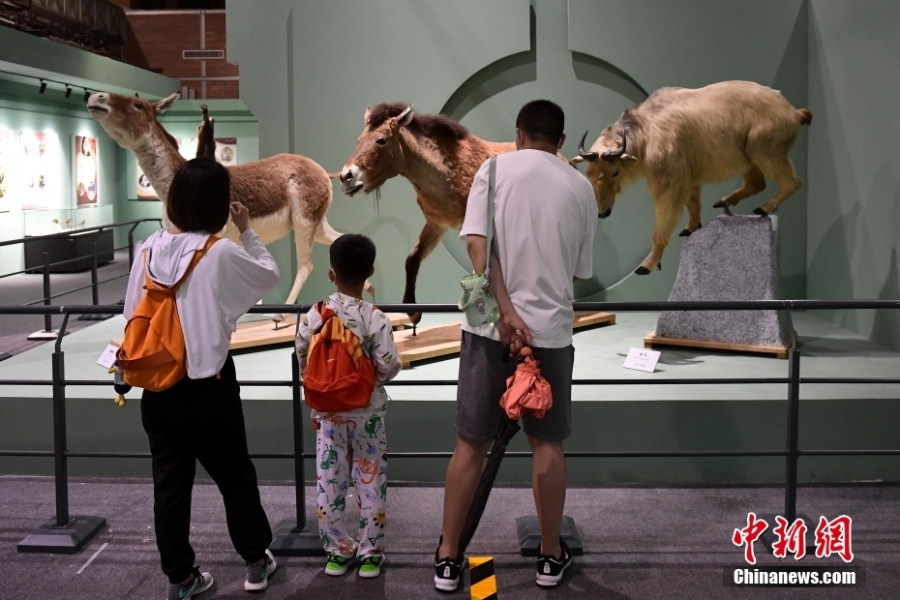 “野性之美——中國野生動物展”北京自然博物館開展