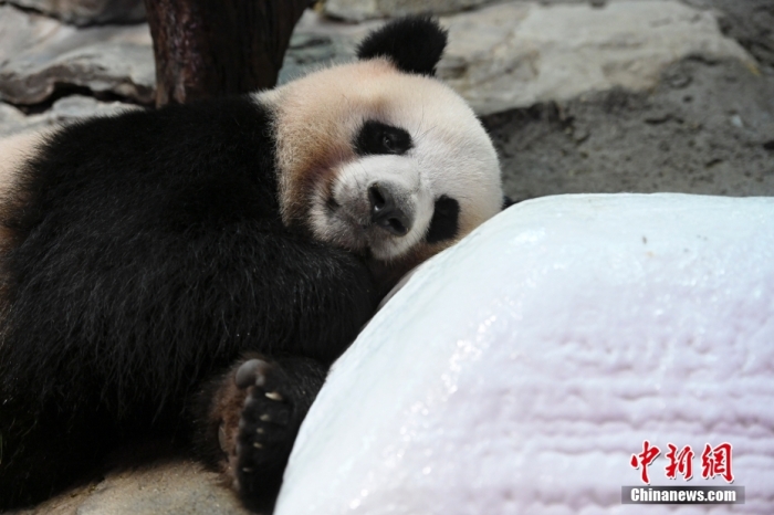 7月22日，廣東省廣州市持續(xù)高溫天氣，生活在長隆野生動物世界內(nèi)的大熊貓“婷仔”躺在冰塊旁消暑。 <a target='_blank' href='/'>中新社</a>記者 陳驥旻 攝　