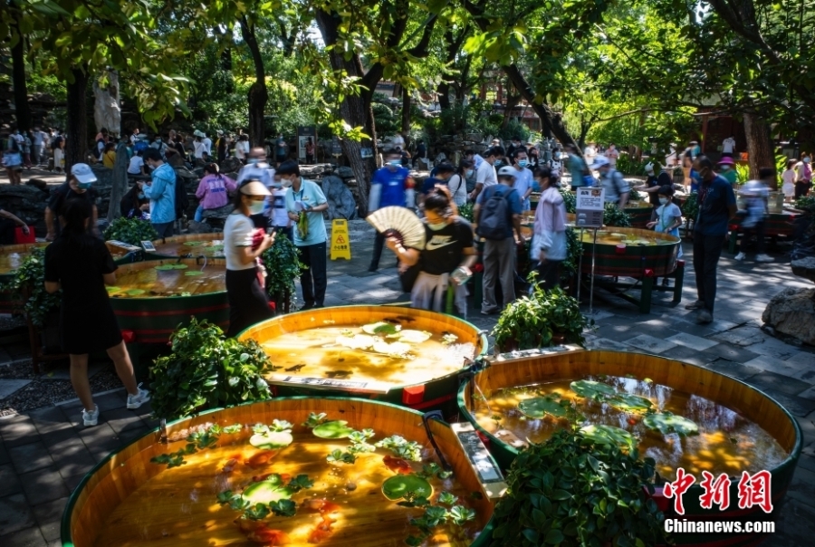 民眾夏日進(jìn)恭王府“木海觀魚(yú)”