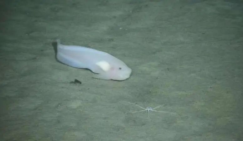 “海斗一號”高清拍攝海洋生物。（圖源：中科院沈陽自動化研究所）