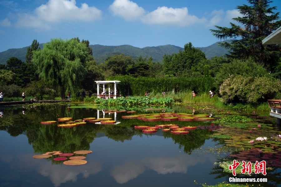 解鎖現(xiàn)實(shí)版“莫奈后花園” 國家植物園睡蓮盛放