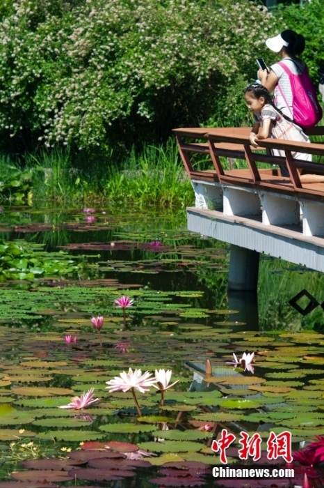 解鎖現(xiàn)實版“莫奈后花園” 國家植物園睡蓮盛放