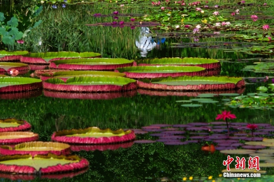 解鎖現(xiàn)實(shí)版“莫奈后花園” 國(guó)家植物園睡蓮盛放