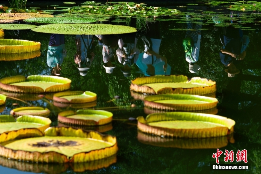 解鎖現(xiàn)實(shí)版“莫奈后花園” 國家植物園睡蓮盛放