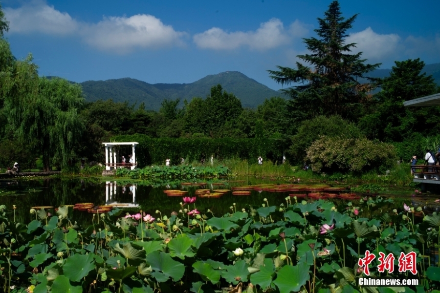 解鎖現(xiàn)實版“莫奈后花園” 國家植物園睡蓮盛放