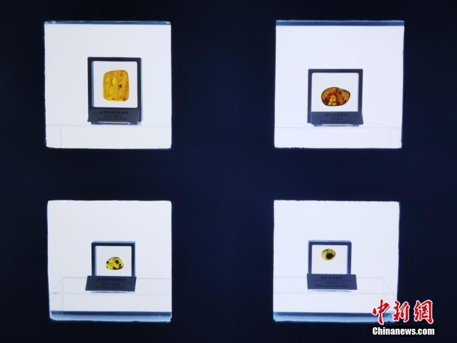 山西展出億萬(wàn)年前遠(yuǎn)古蟲(chóng)珀  再現(xiàn)遠(yuǎn)古動(dòng)植物生態(tài)群像