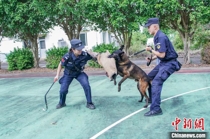 圖為黃曉莉(左)和唐琥犀(右)帶著護衛(wèi)犬“三月”進行撲咬訓練。　陳冠言 攝