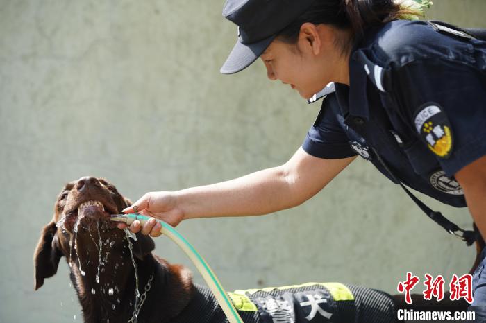 圖為訓練間隙，黃曉莉給搜爆犬“浩克”飲水降溫。　姚鵬鵬 攝