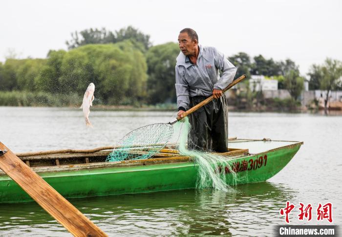 一條大魚(yú)被漁民用抄網(wǎng)撈起。　陳康 攝