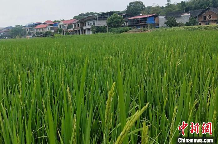 綠油油的禾苗?！∑铌?yáng)市委宣傳部供圖