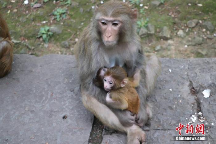 資料圖：貴陽黔靈山公園內(nèi)的獼猴。圖/成虹飛