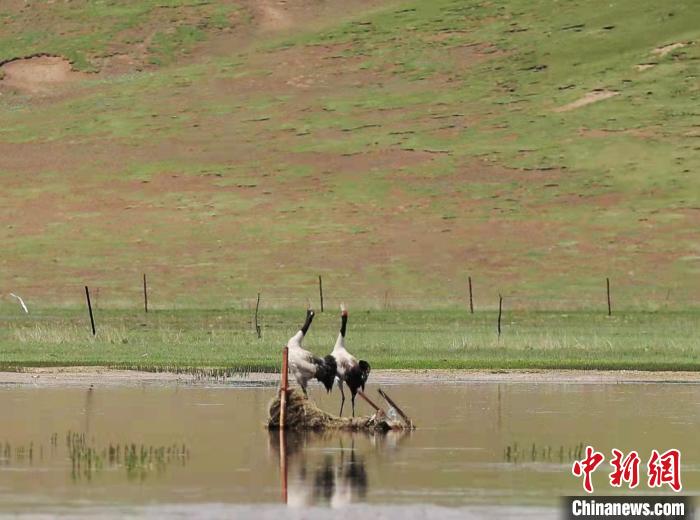 圖為“高原仙子”黑頸鶴?！蓭?kù)縣委宣傳部 供圖