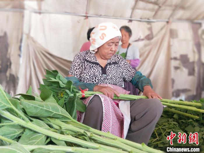 工人在種植基地將采摘的向日葵捆把?！≮w國(guó)華 攝