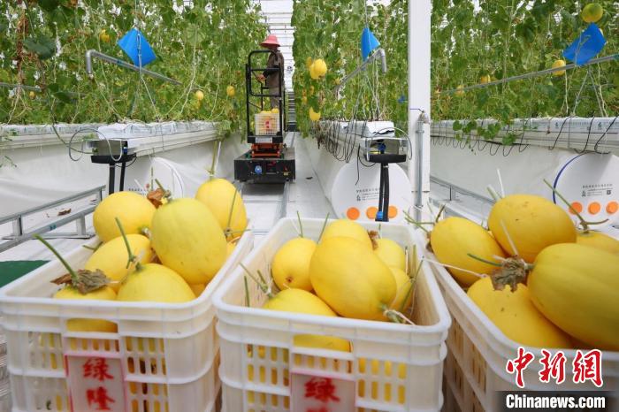 溫室內(nèi)，黃瓜、甜瓜、西紅柿等水果蔬菜成熟，工人們忙著將采摘下來(lái)的瓜果蔬菜裝箱發(fā)走?！°蟛?攝