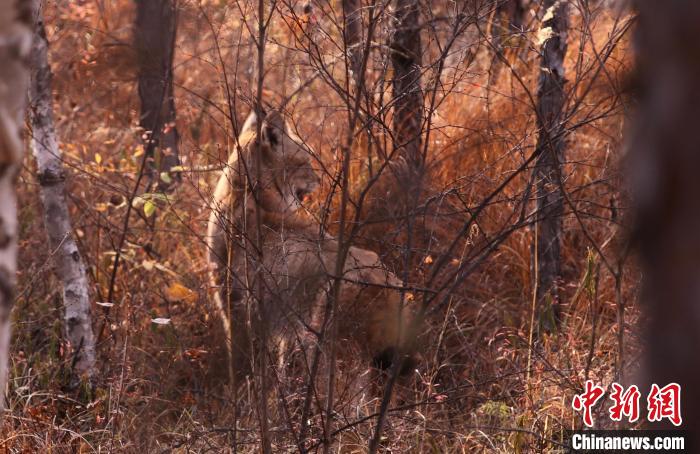 深林見“大貓”采風(fēng)團偶遇國家二級保護動物猞猁