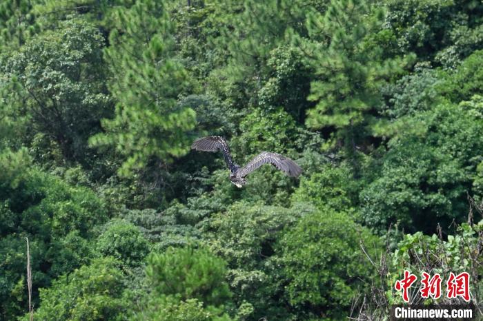 兩個月前受傷被救的國家一級保護動物海南鳽等，16日成功放歸野外，重回大自然?！￡愺K旻 攝