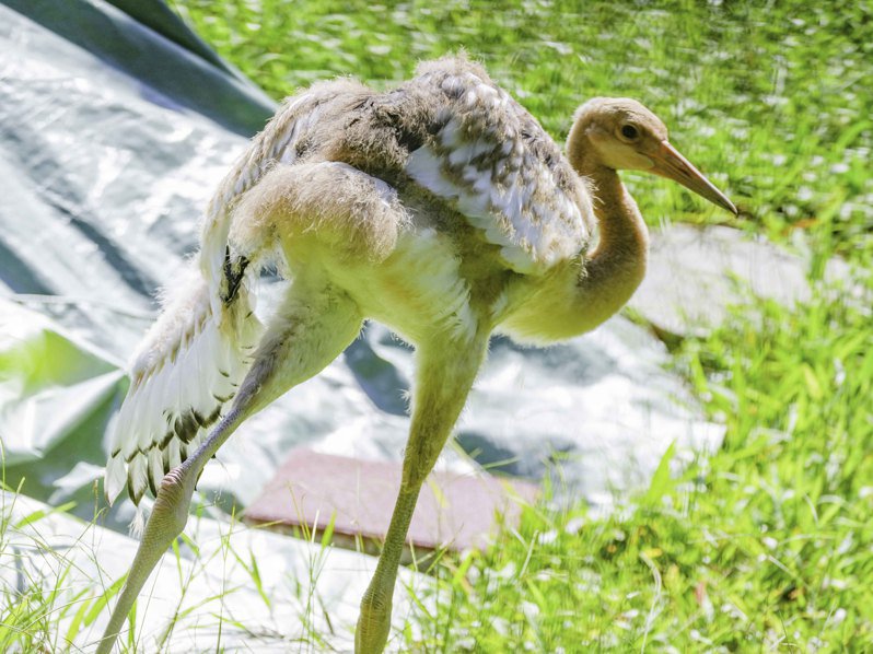 臺北動物園丹頂鶴寶寶將命名“哩鶴”。 圖片來源：臺北市立動物園