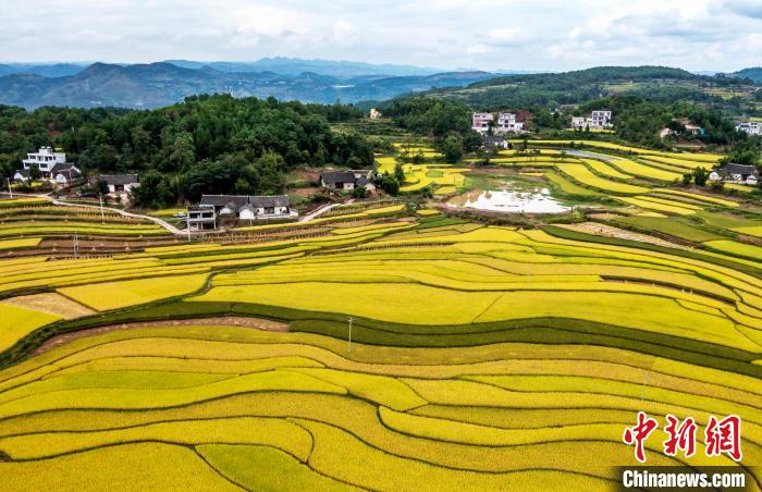 9月16日，航拍貴州省黔西市錦星鎮(zhèn)洪湖村稻田。