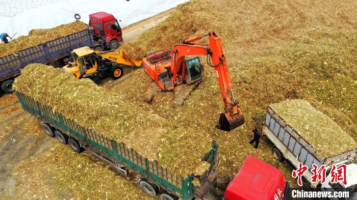 黃儲玉米秸稈飼草裝車。(無人機照片) 杜得天 攝