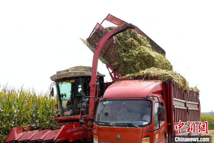 轉(zhuǎn)運黃儲玉米秸稈飼草?！〈拶t飛 攝