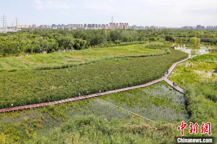 圖為永定河休閑森林公園內(nèi)的濕地?！”本┦袌@林綠化局供圖