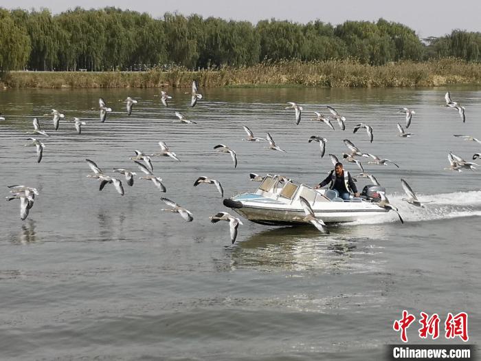 鴻雁貼著湖面飛行。　沈春良 攝