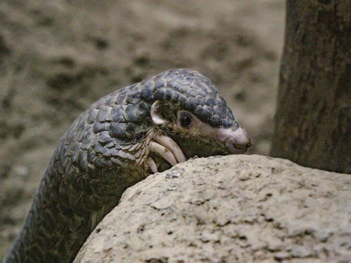 因救傷入住臺北市立動物園的穿山甲NaNa，近期在保育員幫助下克服焦慮，成功出現(xiàn)在游客面前，且喜歡爬高及玩水。圖片來源：臺灣“中央社”(臺北市動物園提供)