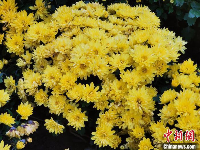 圖為擺放在街頭的菊花?！∑钤鲚?攝