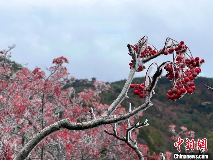 10月4日，泰山之巔現(xiàn)霧凇奇觀，冰雕玉砌、晶瑩閃爍的霧凇綴滿枝頭，一樹樹、一叢叢，甚是好看?！±捉?攝