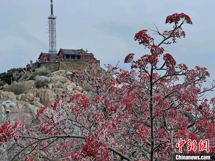 10月4日，泰山之巔現(xiàn)霧凇奇觀，冰雕玉砌、晶瑩閃爍的霧凇綴滿枝頭，一樹樹、一叢叢，甚是好看。　雷杰 攝