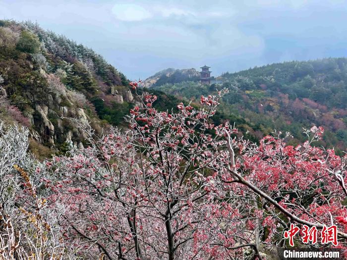 10月4日，泰山之巔現(xiàn)霧凇奇觀，冰雕玉砌、晶瑩閃爍的霧凇綴滿枝頭，一樹樹、一叢叢，甚是好看?！±捉?攝