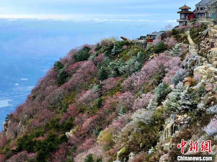 10月4日，泰山之巔現(xiàn)霧凇奇觀，冰雕玉砌、晶瑩閃爍的霧凇綴滿枝頭，一樹樹、一叢叢，甚是好看?！±捉?攝